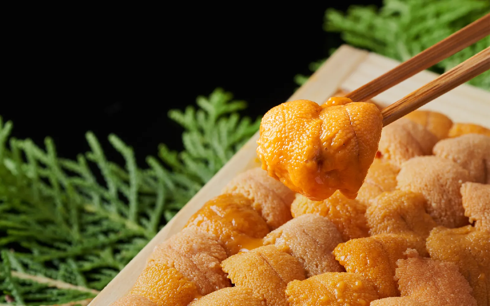 エゾバフンウニ